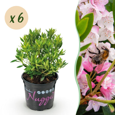 Green boutiQ - Dwarf Rhododendron - Rhododendron Bloombux Light Pink - Flowering Buxus - Low Maintenance - Light Pink Flower - 6 Plants - Pot 10.5cm - Height 20-25cm