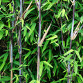Green boutiQ - Bamboo - Fargesia Black Dragon - Evergreen - Non-Invasive - Green - 6 Plants - Pot 14cm - Height 35cm