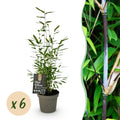 Green boutiQ - Bamboo - Fargesia Black Dragon - Evergreen - Non-Invasive - Green - 6 Plants - Pot 14cm - Height 35cm