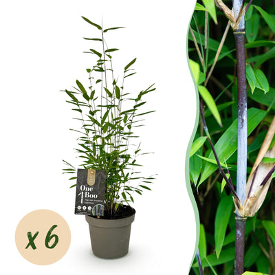 Green boutiQ - Bamboo - Fargesia Black Dragon - Evergreen - Non-Invasive - Green - 6 Plants - Pot 14cm - Height 35cm