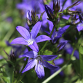 12x Campanula poscharskyana - ↕10-25cm - Ø9cm