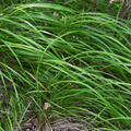 12x Carex morrowii - ↕10-25cm - Ø9cm