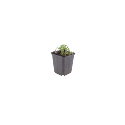 12x Geranium cin. 'Ballerina' - ↕10-25cm - Ø9cm