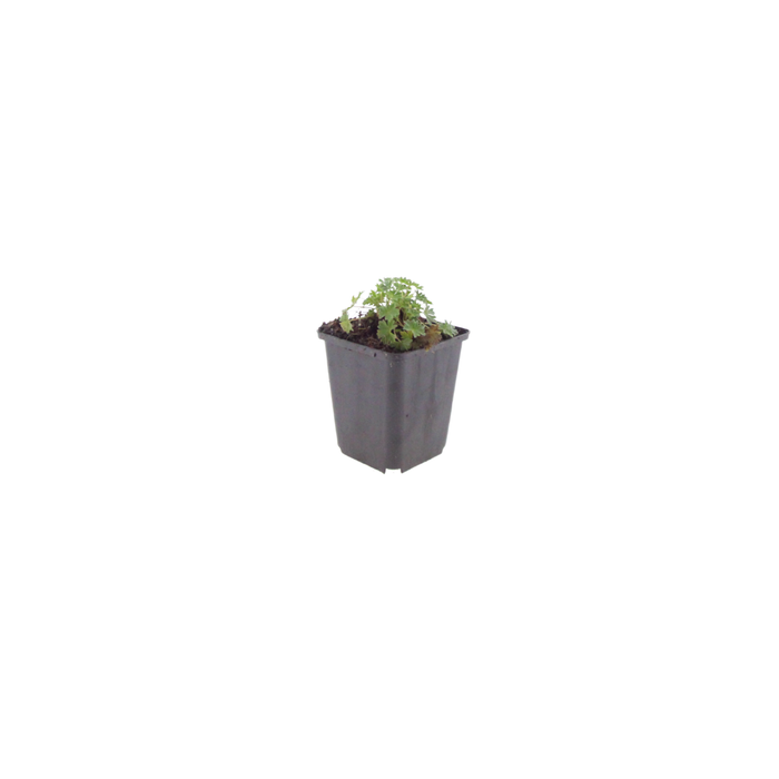 12x Geranium cin. 'Ballerina' - ↕10-25cm - Ø9cm