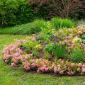 Green boutiQ - Dwarf Rhododendron - Rhododendron Bloombux Magenta - Flowering Buxus - Low Maintenance - Pink Flower - 1 Plant - 17cm Pot - Height 30-40cm