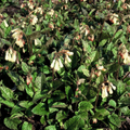 12x Symphytum grandiflorum - ↕10-25cm - Ø9cm