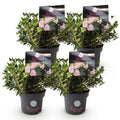 Green boutiQ - Dwarf Rhododendron - Rhododendron Bloombux Light Pink - Flowering Buxus - Low Maintenance - Light Pink Flower - 4 Plants - Pot 17cm - Height 30-40cm