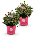 Green boutiQ - Dwarf Rhododendron - Rhododendron Bloombux Magenta - Flowering Buxus - Low Maintenance - Pink Flower - 2 Plants - Pot 23cm - Height 45-55cm