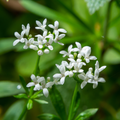 12x Galium odoratum - ↕10-25cm - Ø9cm