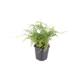 12x Polystichum set. 'Herrenhausen'- ↕10-25cm - Ø9cm