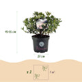 Green boutiQ - Dwarf Rhododendron - Rhododendron Bloombux Light Pink - Flowering Buxus - Low Maintenance - Light Pink Flower - 1 Plant - Pot 23cm - Height 45-55cm