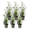 Green boutiQ - Bamboo - Fargesia Black Dragon - Evergreen - Non-Invasive - Green - 6 Plants - Pot 14cm - Height 35cm