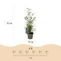 Green boutiQ - Bamboo - Fargesia Black Dragon - Evergreen - Non-Invasive - Green - 6 Plants - Pot 14cm - Height 35cm