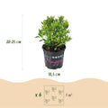 Green boutiQ - Dwarf Rhododendron - Rhododendron Bloombux Light Pink - Flowering Buxus - Low Maintenance - Light Pink Flower - 6 Plants - Pot 10.5cm - Height 20-25cm