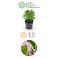 Green boutiQ - Dwarf Rhododendron - Rhododendron Bloombux Light Pink - Flowering Buxus - Low Maintenance - Light Pink Flower - 3 Plants - Pot 10.5cm - Height 20-25cm