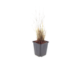 12x Calamagrostis brachytricha - ↕10-25cm - Ø9cm