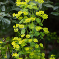12x Euphorbia amygdal. robbiae - ↕10-25cm - Ø9cm