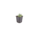 12x Cerastium tomentosum - ↕10-25cm - Ø9cm