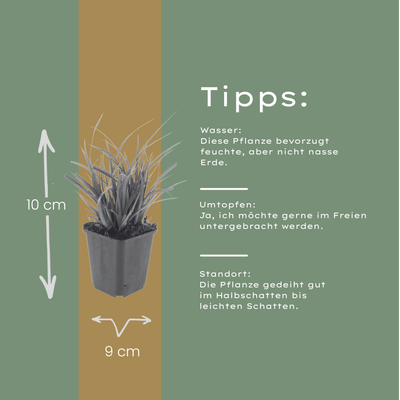 12x Carex morrowii - ↕10-25cm - Ø9cm