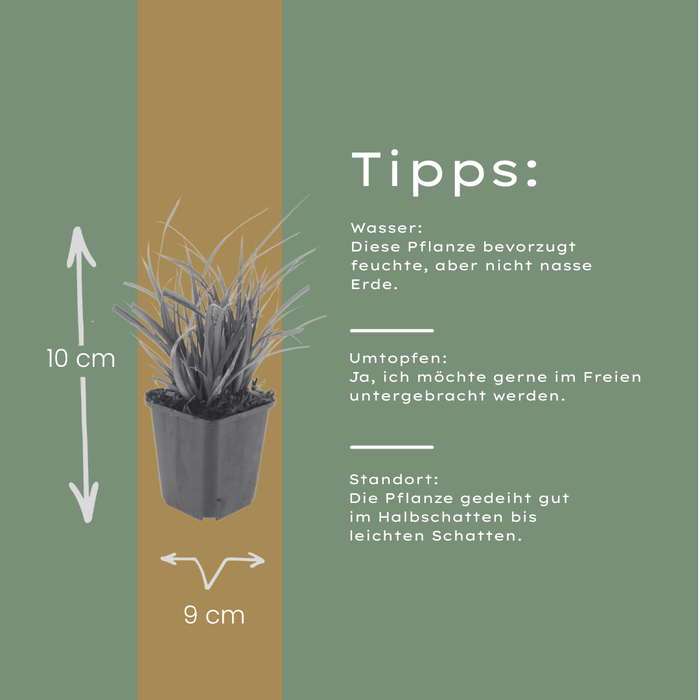 12x Carex morrowii - ↕10-25cm - Ø9cm